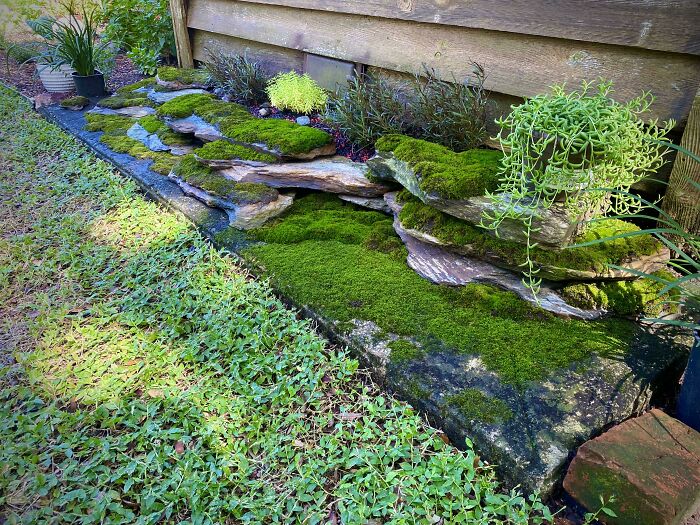 Moss Garden I Put Together Using Moss Collected From Parking Lots