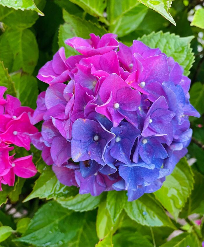 My Hydrangeas Can’t Decide What Colour They Should Wear This Year