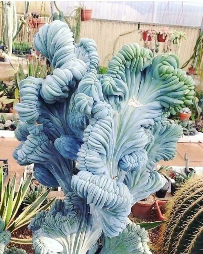 Un cactus de humo azul