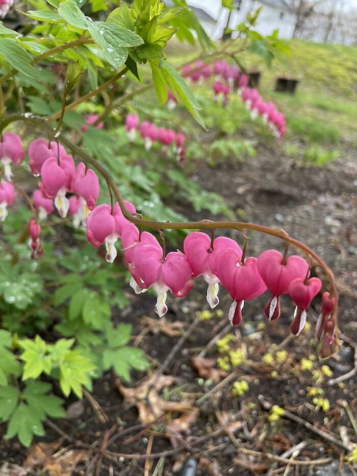 Planté corazones sangrantes el año pasado porque a mi esposa le gustaban. Ella falleció en enero, así que pensé que las plantas no iban a sobrevivir, pero mi hijo tomó esta foto esta mañana