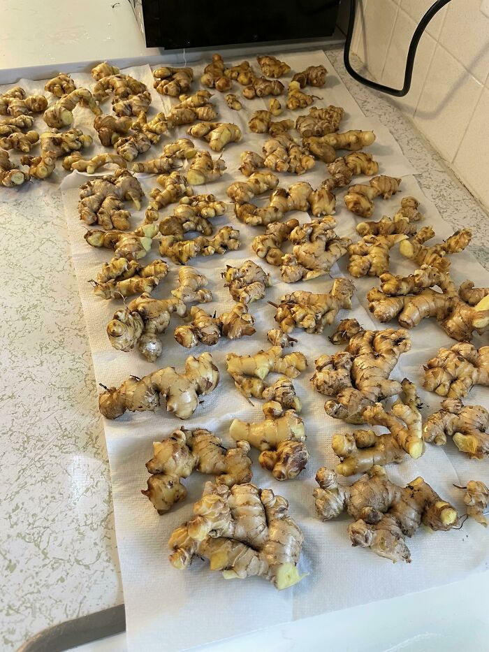 My First Ginger Harvest
