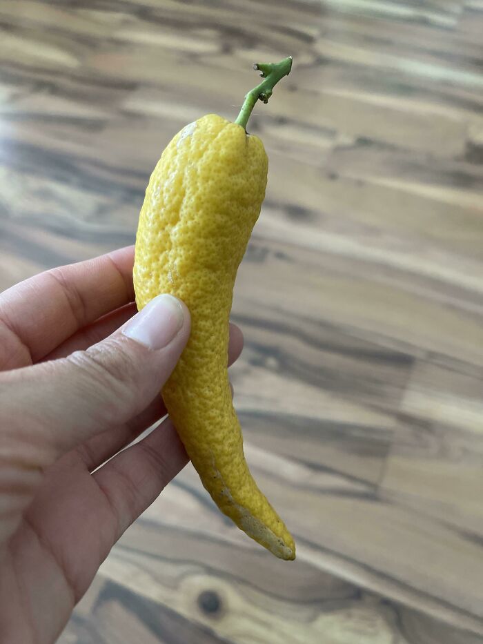 My Mother-In-Laws Lemon Tree Made A Interesting Hybrid.