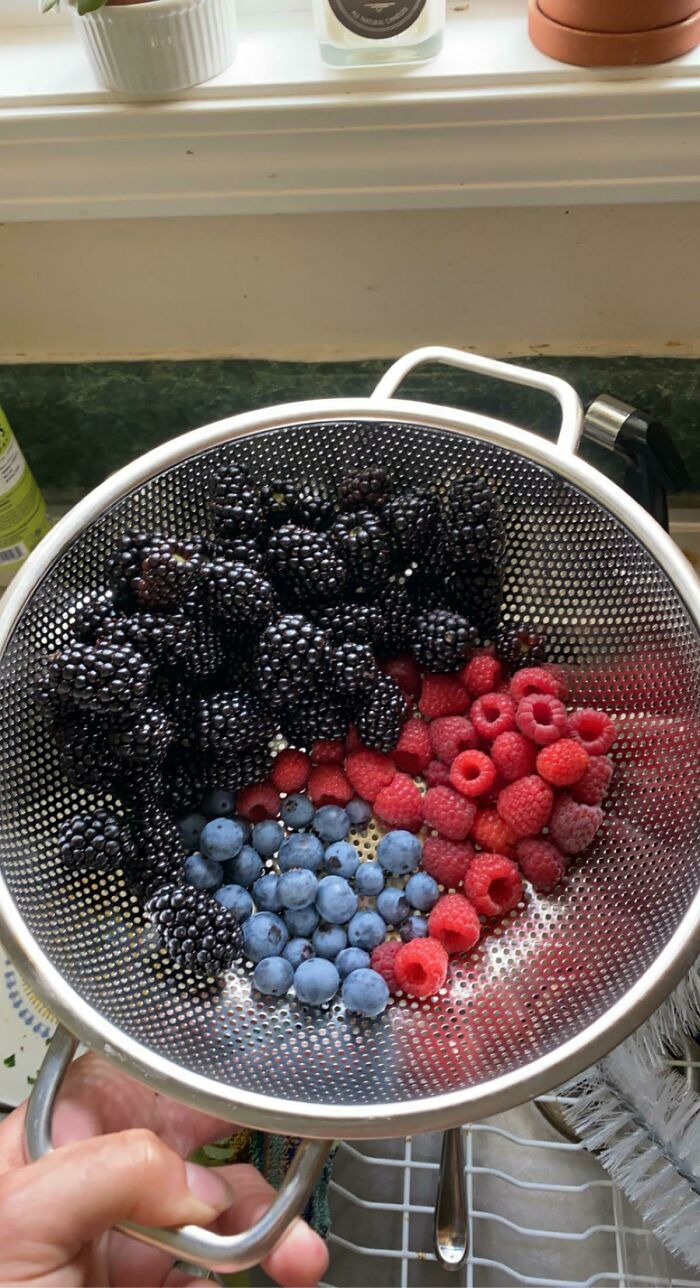 First Berry Harvest!