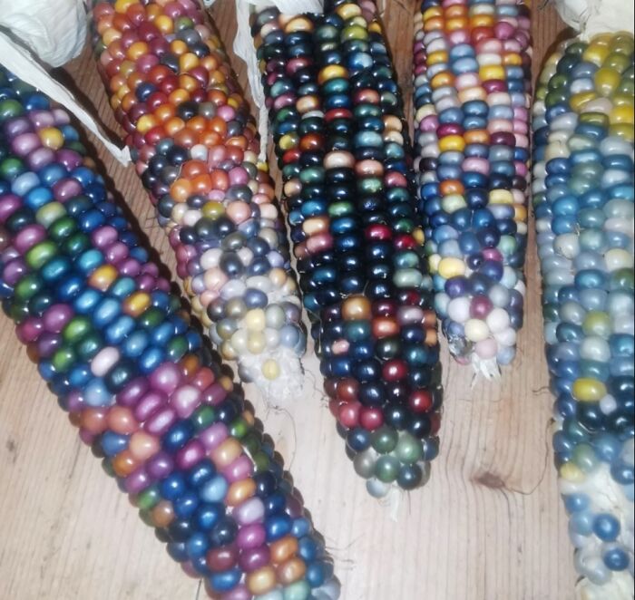 Glass Gem Corn That My Mum And I Grew In South East England