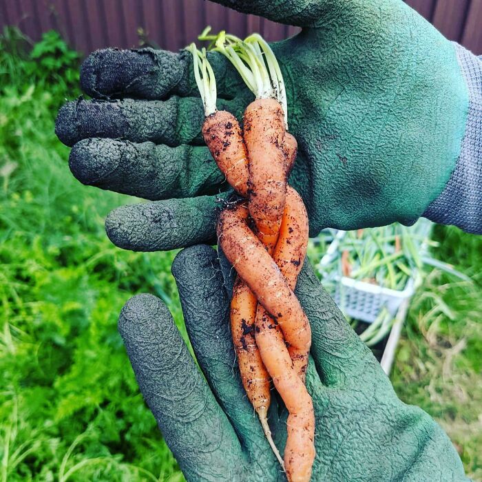 Una trenza de zanahorias que creció en nuestro jardín 