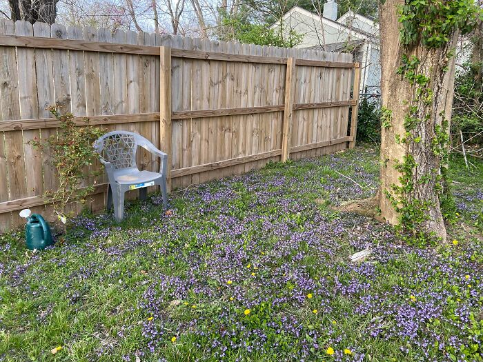 These Are Apparently “Weeds” But They Make My Backyard Look Magical