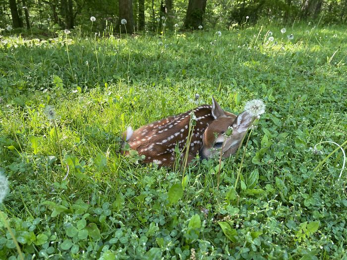 Another Excuse Not To Cut The Lawn Today