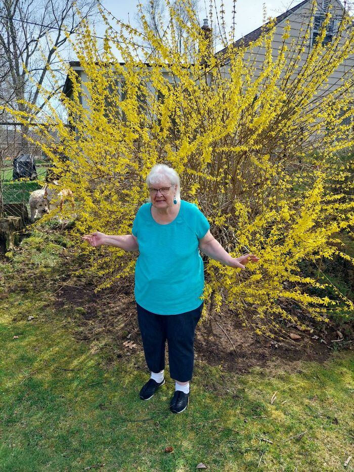 My Grandma In Front Of Her Forsythia. She Is Very Proud Of Her Plants