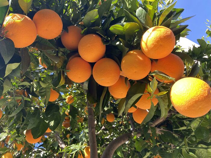 Has To Be The Most Oranges I’ve Ever Had On One Branch