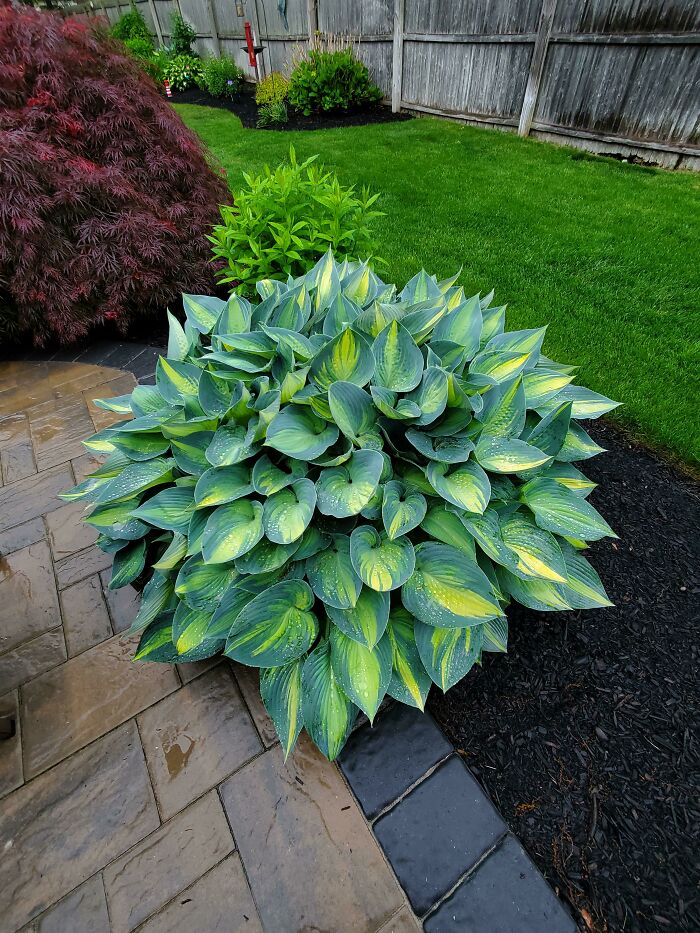 Happy Hosta