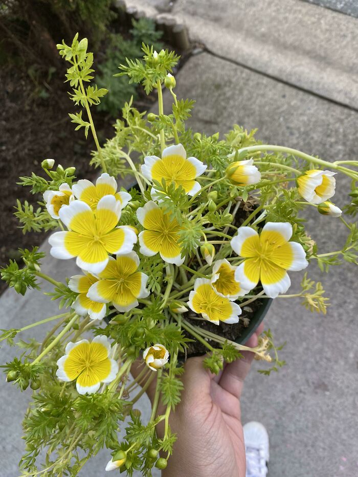 Picked These Up Today From A Local Fb Garden Group. They’re Called Poached Eggs? So Cute