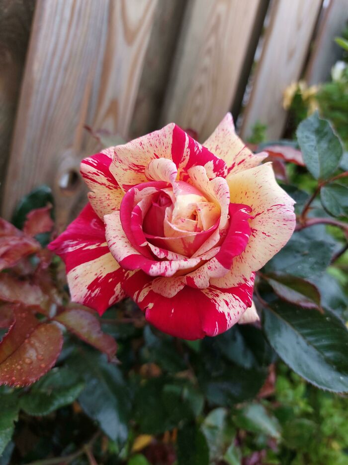 Last Year, I Planted My First Roses Ever. This Is The Biggest Reward I Could Get!