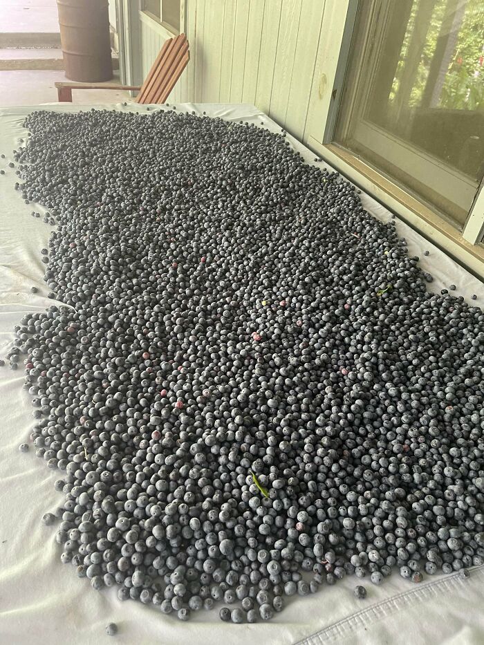 First Blueberry Harvest Of The Year!