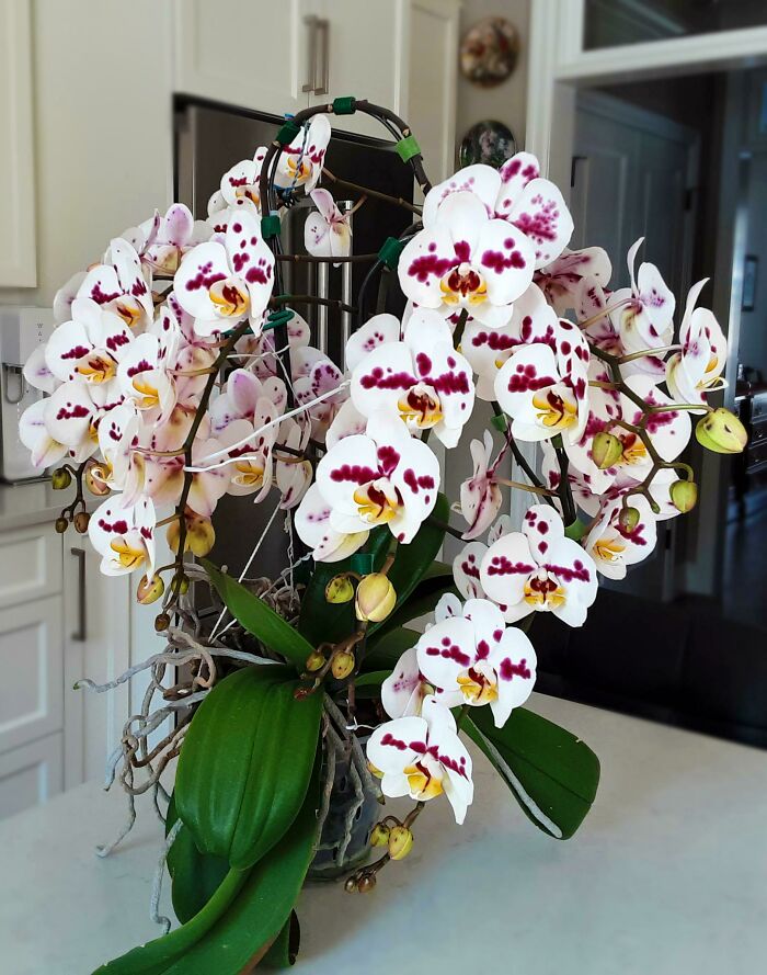 My Most Prolific Bloomer This Year! This Orchid Has Over 96 Large Flowers And Buds And Is Still Producing More