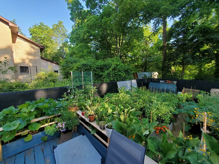 Our Garden. No Plant Purchases This Year, My Wife Germinated Everything From Seed