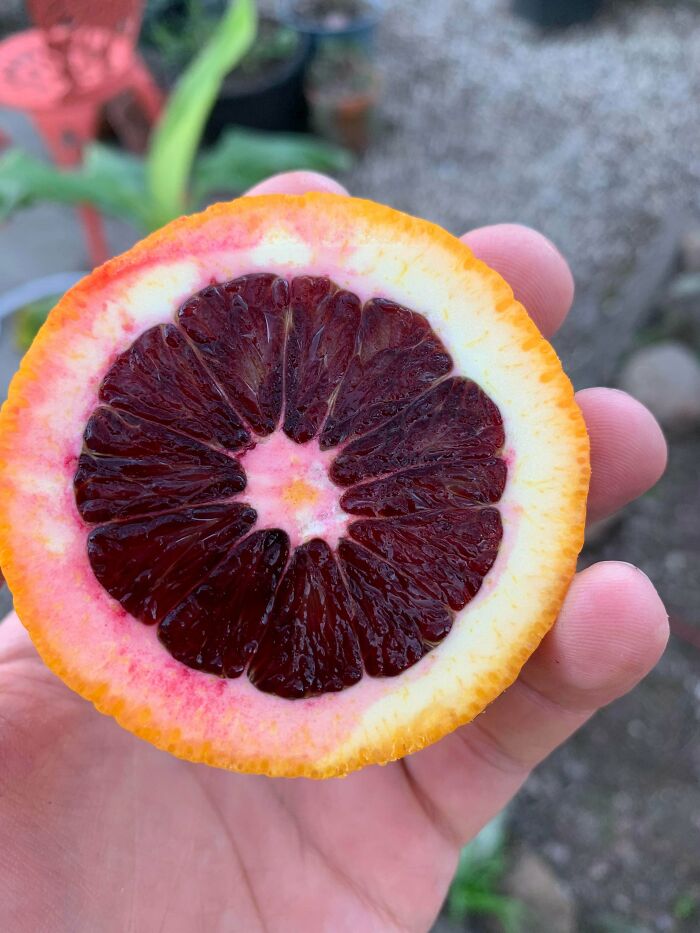 ¡Después de 3 años, mi árbol de naranjas rojas tuvo su primera cosecha! ¡Dio unas 30 naranjas!