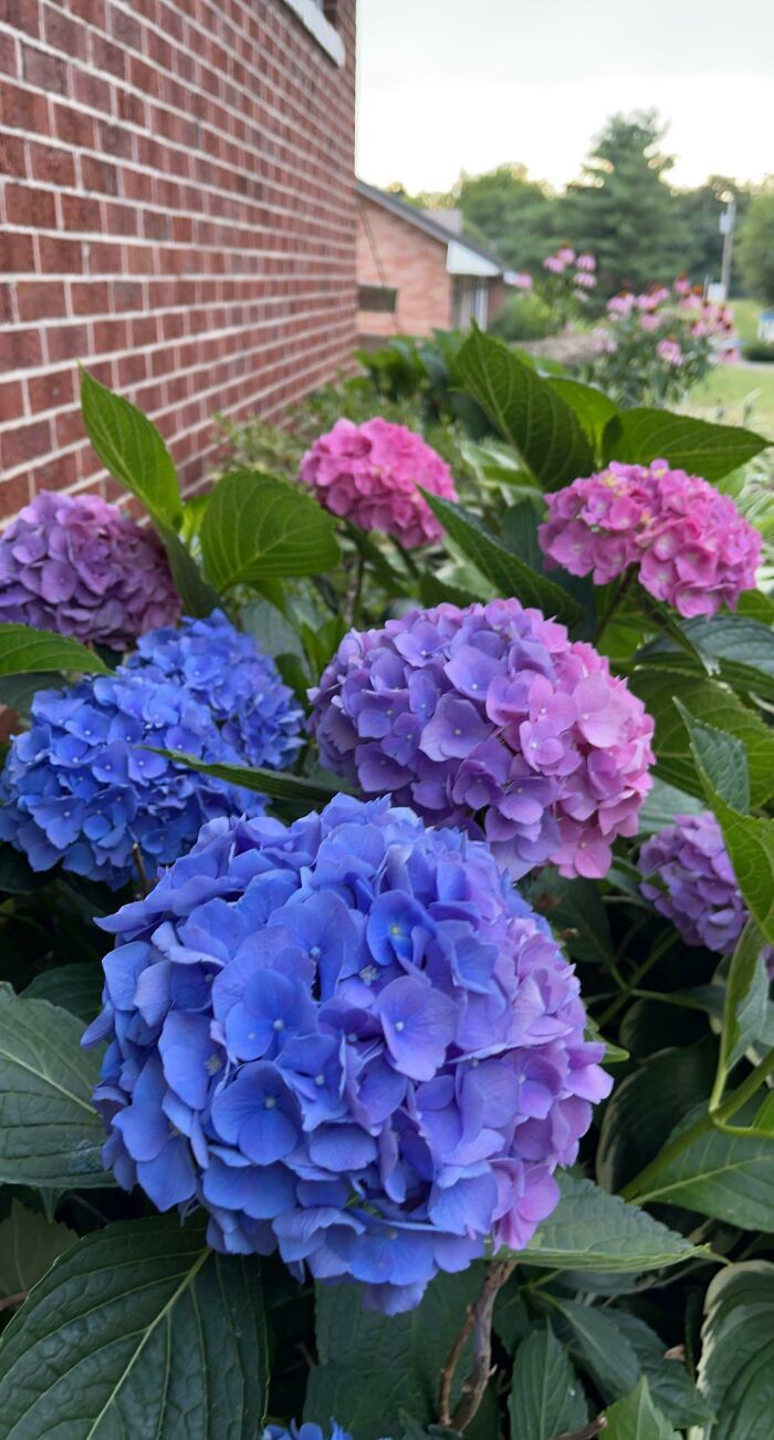 My Hydrangea Bush’s Color Continuum