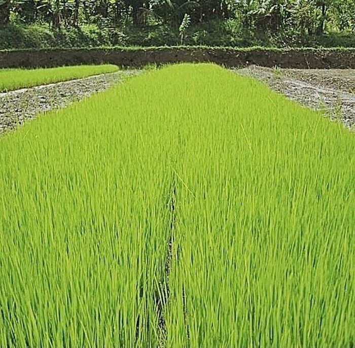 My Uncle Grows Organic Red Rice Just For His Family 