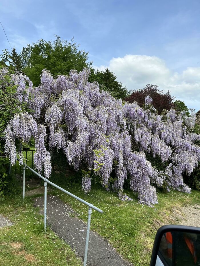 Just Did A Delivery To A Customers House, Had To Take A Picture Of Their Wisteria… Wow