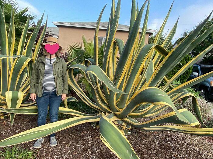 How Old Are These Aloe Plants? Person In Photo Is About 5'7"