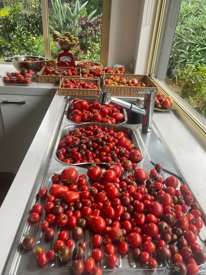 ¡Mi madre se ha vuelto loca con los tomates este año!