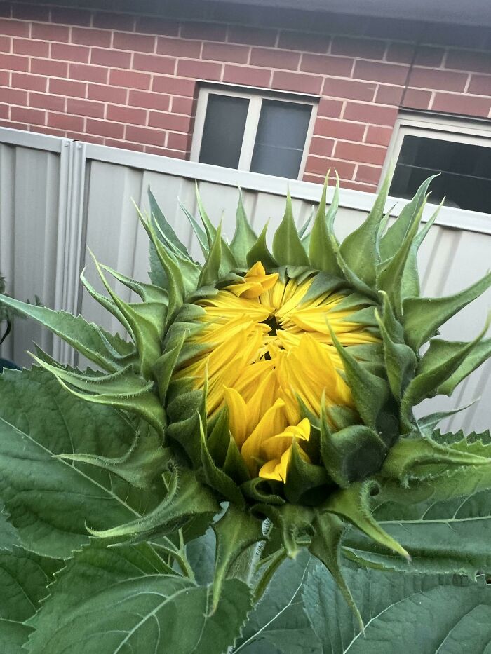 My First Ever Giant Sunflower Is Starting To Open Up 