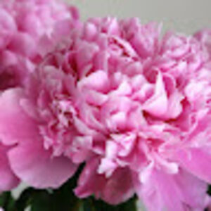 larrianncurtis avatar