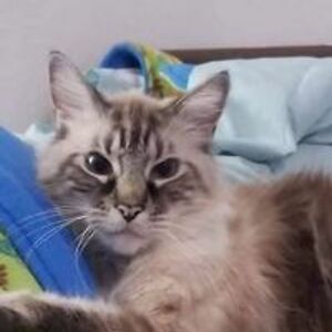 joann_in_cali avatar