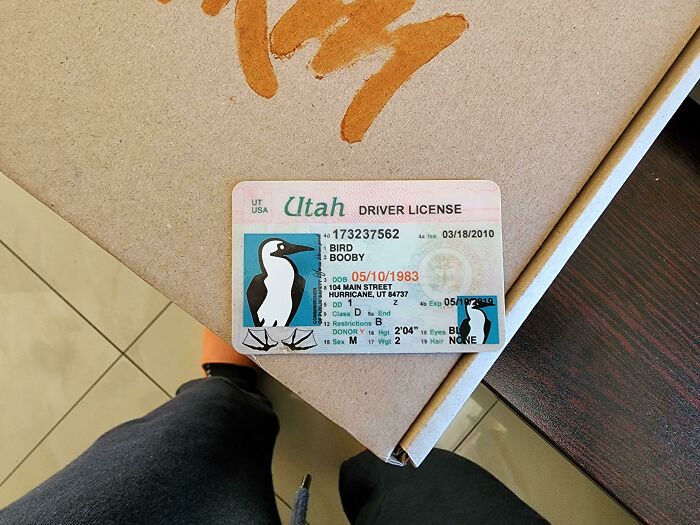 This Fake Driver's License For A Literal Bird Came With My Wallet
