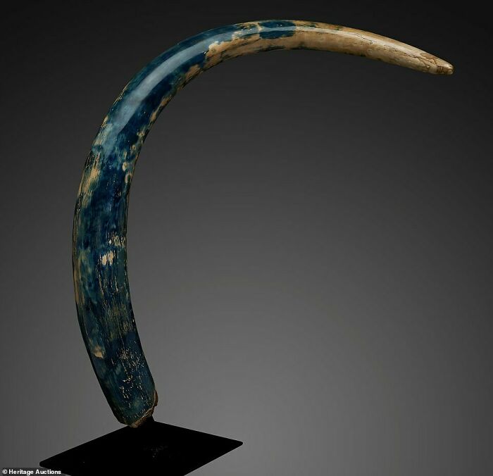 This Rare 30,000 Year Rare Blue Mammoth Tusk Discovered In Alaska In 2017