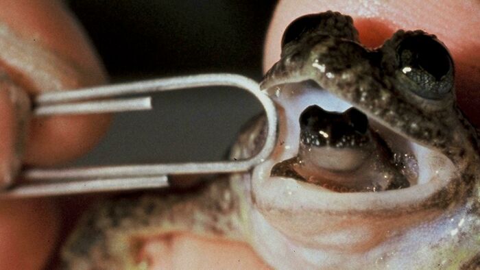 When Breeding, Australian Gastric-Brooding Frogs (Rheobatrachus) Would Stop Producing Gastric Acid, Swallow Their Eggs, And Carry Them In Their Stomachs Past Metamorphosis. Extinct Since 1985
