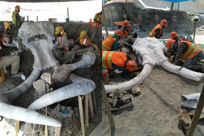 Columbian Mammoth Remains Excavated In Mexico. This Species Of Mammoth Has Been Found As Far South As Nicaragua And Honduras