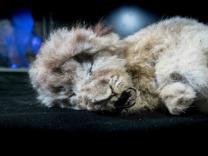 Hace unos 26000 años, esta cría de león fue abandonada en una cueva de Siberia por su madre, que se fue a cazar o fue asesinada para no volver