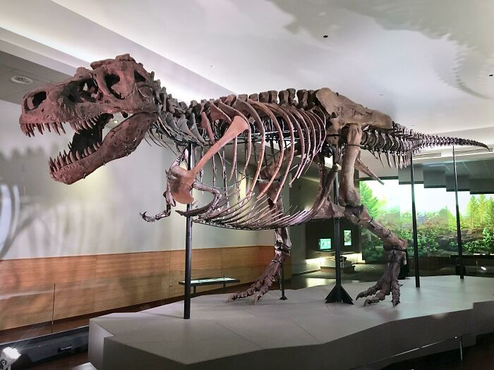 Sue es el T. Rex más grande que se ha encontrado hasta ahora, con el 90% del cuerpo completo