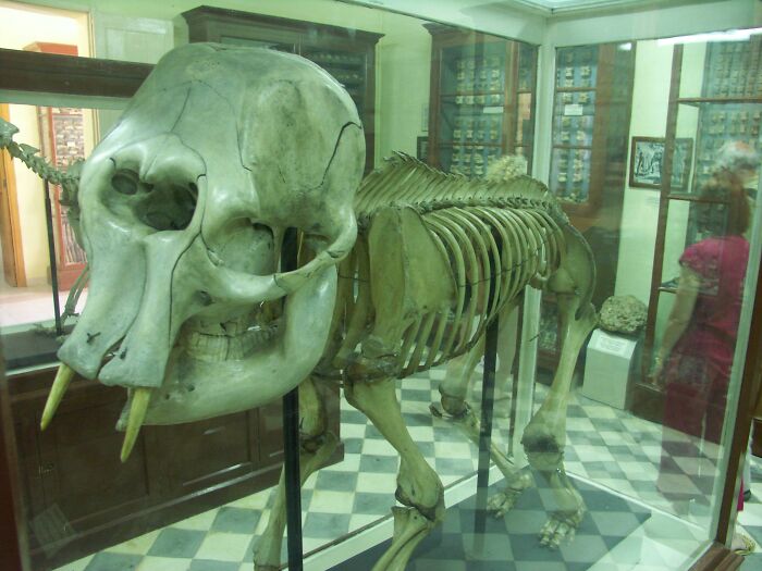 Mamut enano cretense. Es posible que su cráneo fuera el origen de los mitos sobre los cíclopes en la antigüedad. (No es una foto mía)