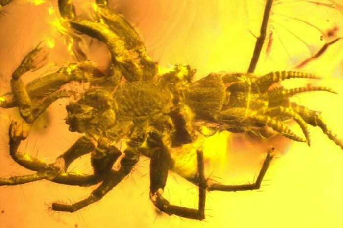 Un arácnido prehistórico parecido a una araña se encuentra conservado en ámbar
