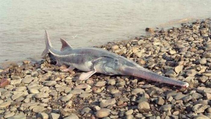 El pez espátula gigante chino ya está oficialmente extinguido