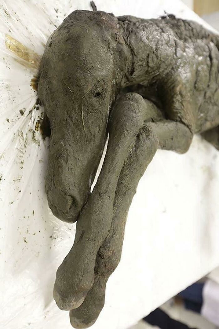 Siberian Permafrost Reveals Perfectly Preserved Ice-Age Baby Horse That Died Between 30,000 And 40,000 Years Ago