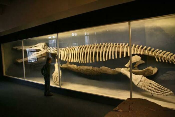 The Kronosaurus Skeleton At The Harvard Museum Of Natural History