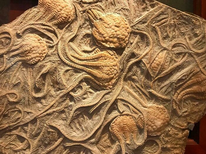 These 250-Million Year Old Detailed Crinoid Fossils