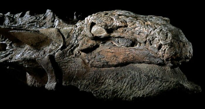 This Isn’t A Dinosaur Fossil; It’s A Mummy