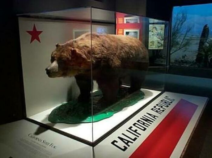 California Grizzly Bear, The Bear On The California Flag Which Was Extinct In 1924 Due To Overhunting