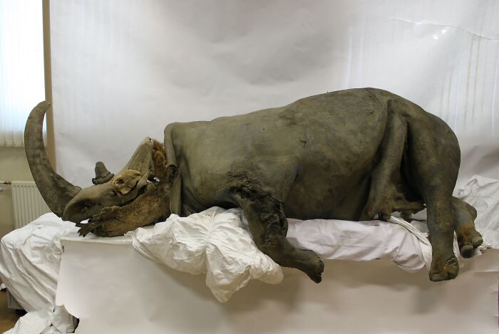 The Preserved Carcass Of A Woolly Rhinoceros Found Frozen In Siberia