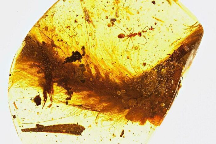 Cola de un dinosaurio de 99 millones de años, la primera que se ha descubierto. Perfectamente conservada, aún cubierta de plumas