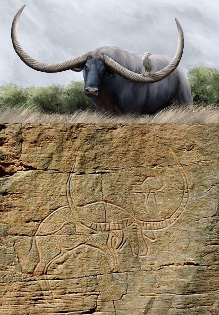 Libyan Rock Art Depicting Syncerus Antiquus With A Cattle Egret Perched On Its Horn