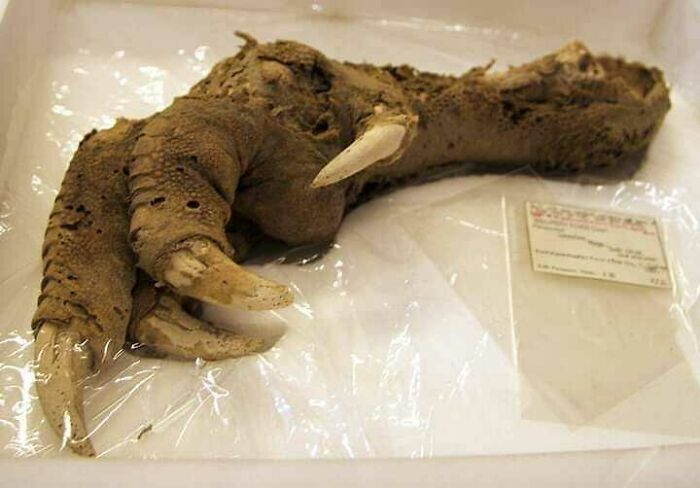 A Preserved Foot Of The Giant Moa Bird. An Extinct Species Native To New Zealand. It Grew To Be 12 Feet Tall