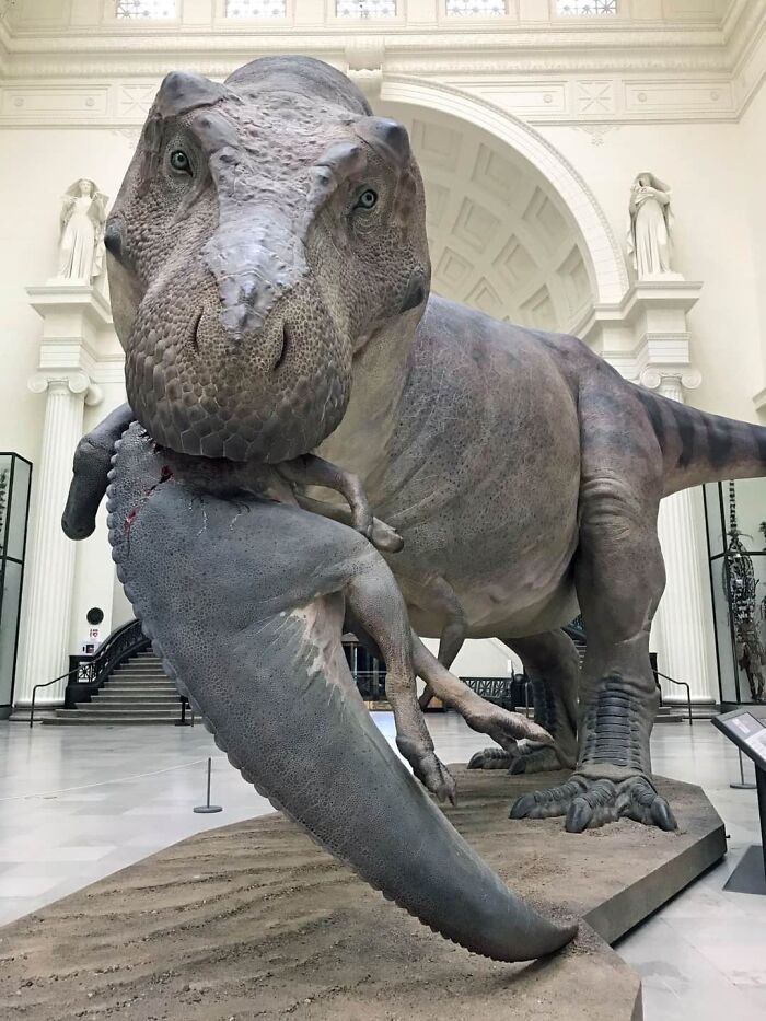 Reconstruction Of Sue, The T. Rex, In The Field Museum In Chicago