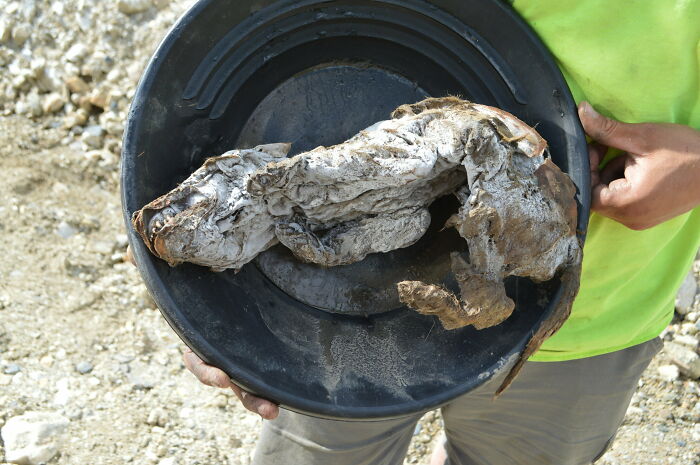 57,000 Year Old Wolf Pup Mummy Uncovered In Yukon Permafrost. She Is Almost 100% Intact And Only Her Eyes Are Missing