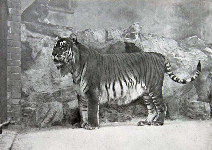 The Caspian Tiger, Extinct For Nearly 50 Years. These 300+ Pound Cats Once Ranged Throughout Turkey, Iran, Iraq, Northwestern China, And Much Of Central Asia. This Pic Is From 1871