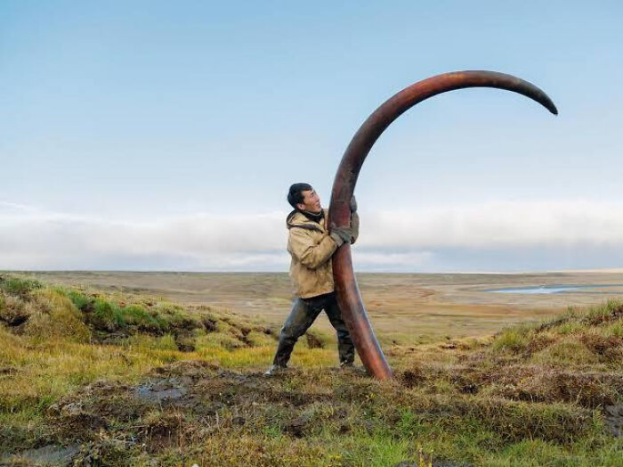 Imagina solo lo enorme e increíble que debió ser este mamut... Colmillo de un mamut lanudo en Siberia